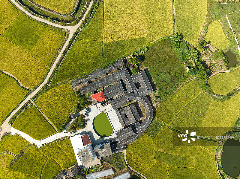 无人机视角，金色秋天畲族古建筑围龙屋图片素材