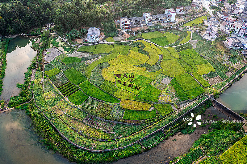 航拍于广东省揭西县桐树坪村，村民用水稻为画笔，大地母亲为画纸，大笔书写了“喜迎20大胜利召开 ”等字图片素材