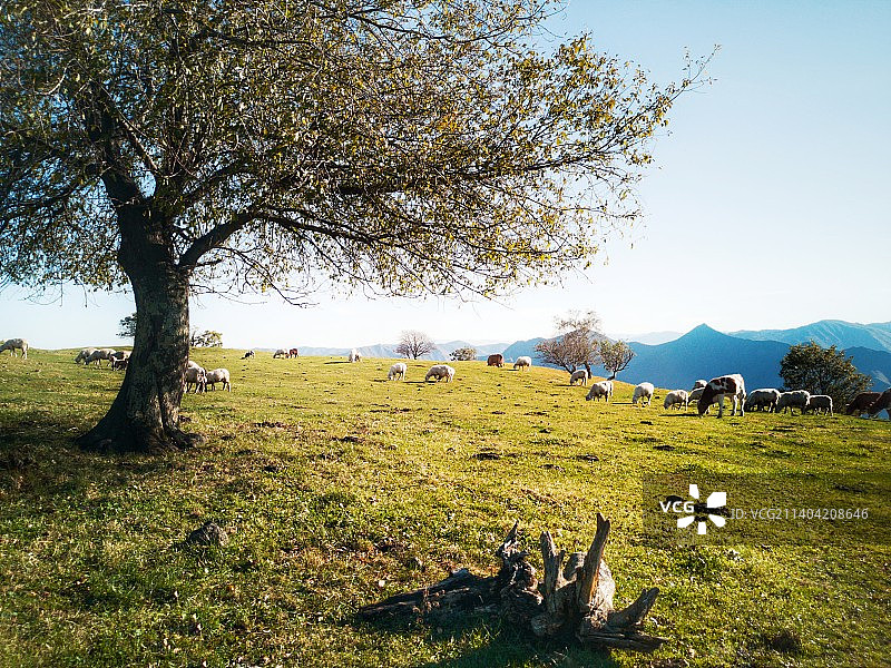 吉林省白山市长白朝鲜族自治县高山牧场九月初秋山色美景图片素材