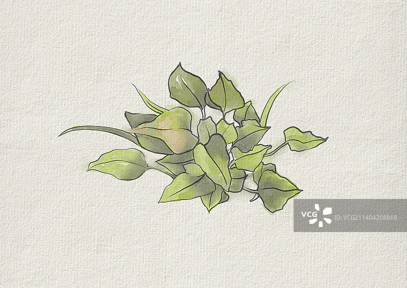 古典中国画传统水墨植物图片素材