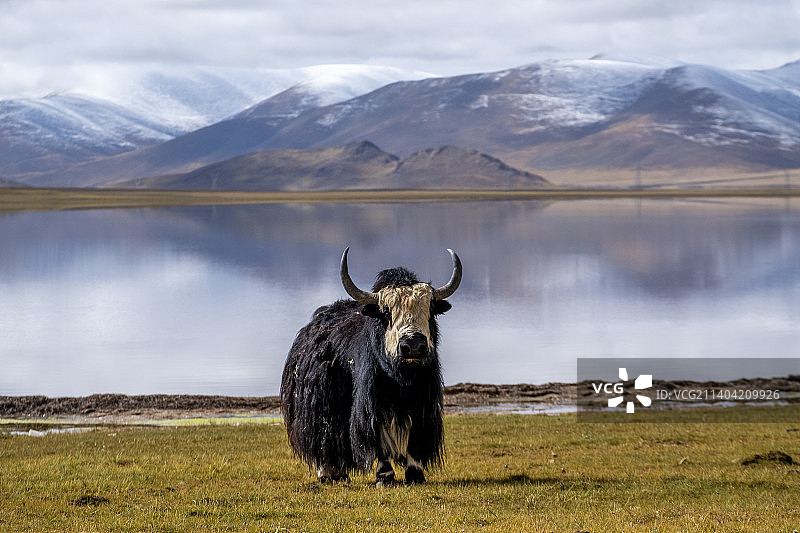 风景中的牦牛图片素材
