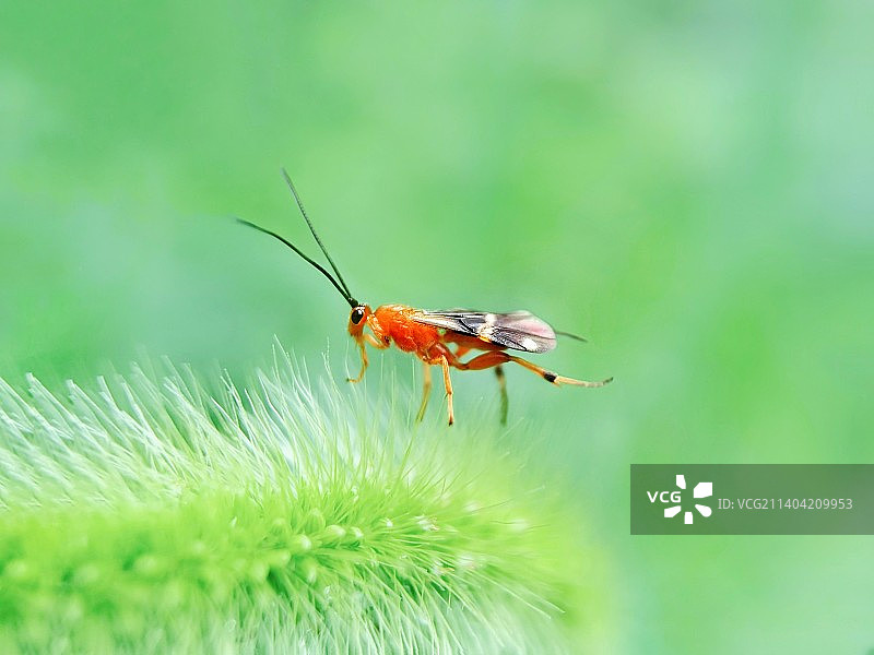 荆棘之路图片素材