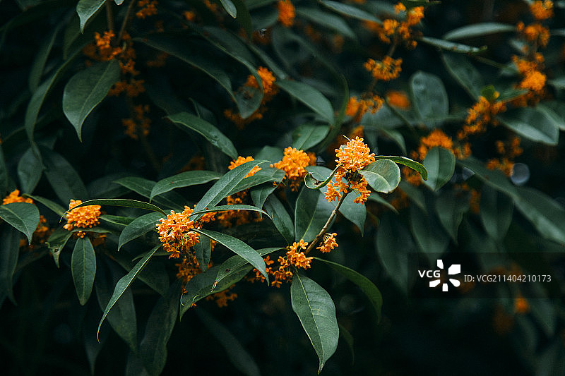 桂花盛开特写图片素材