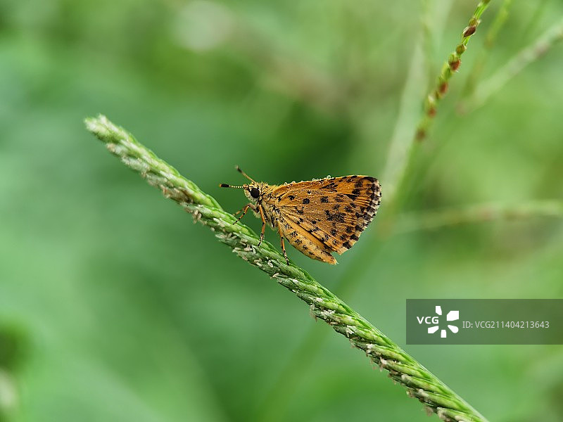 黄斑弄蝶图片素材