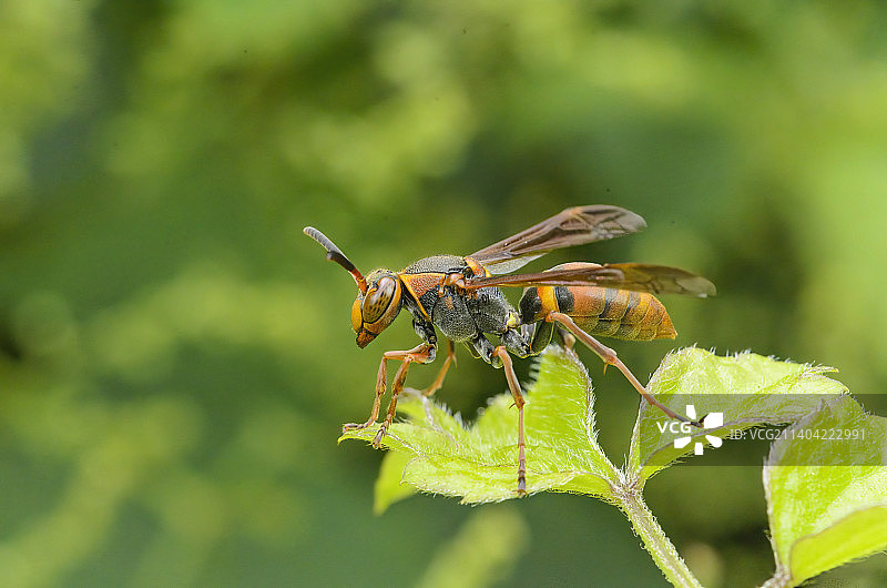 黄蜂与绿叶背景/Parasitic Wasp图片素材