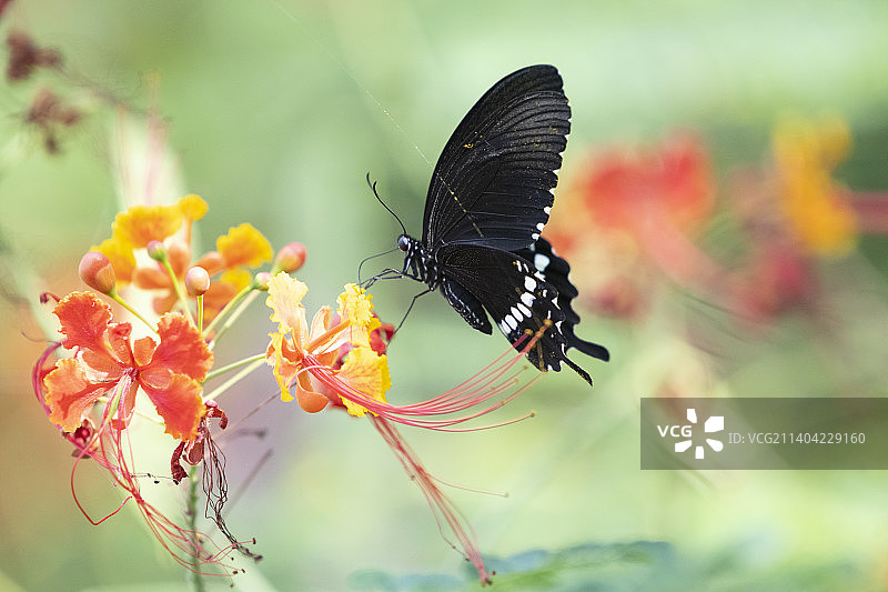 玉带凤蝶图片素材