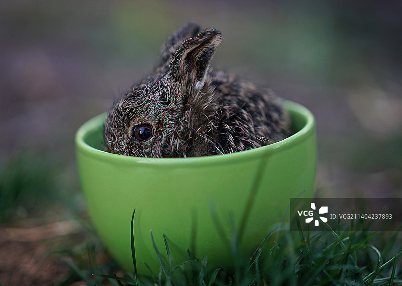 草地上碗里的兔子特写，乌克兰图片素材