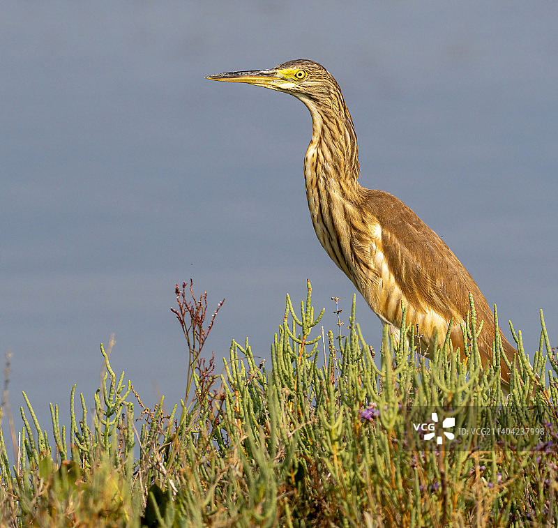 灰色苍鹭栖息在草地上的特写图片素材