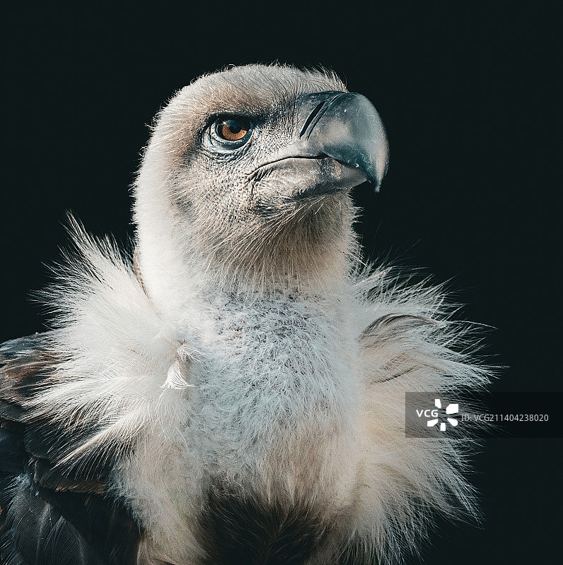 秃鹰特写图片素材