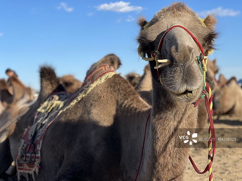 单峰骆驼，蒙古图片素材