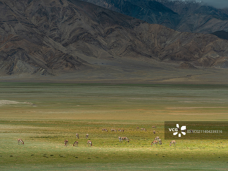 藏野驴图片素材