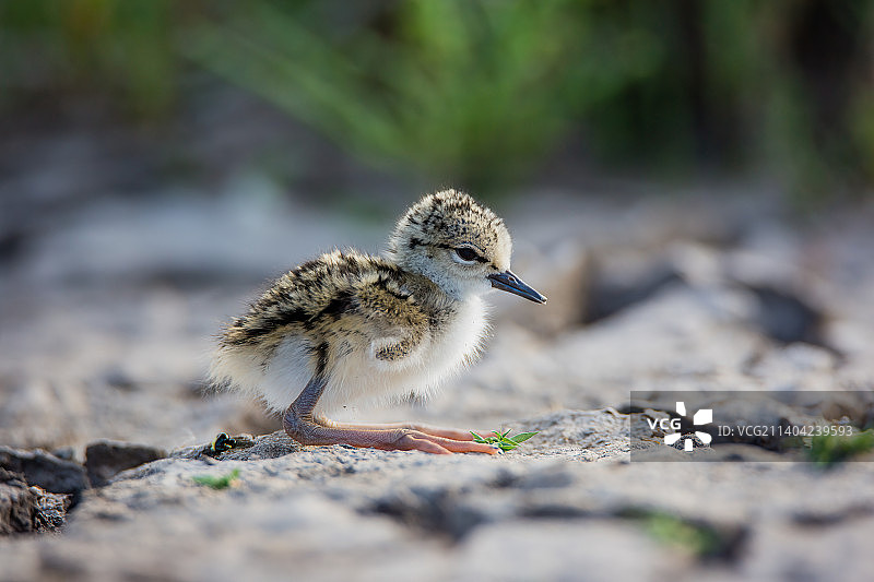 鸻科鸟栖息在岩石上的特写图片素材