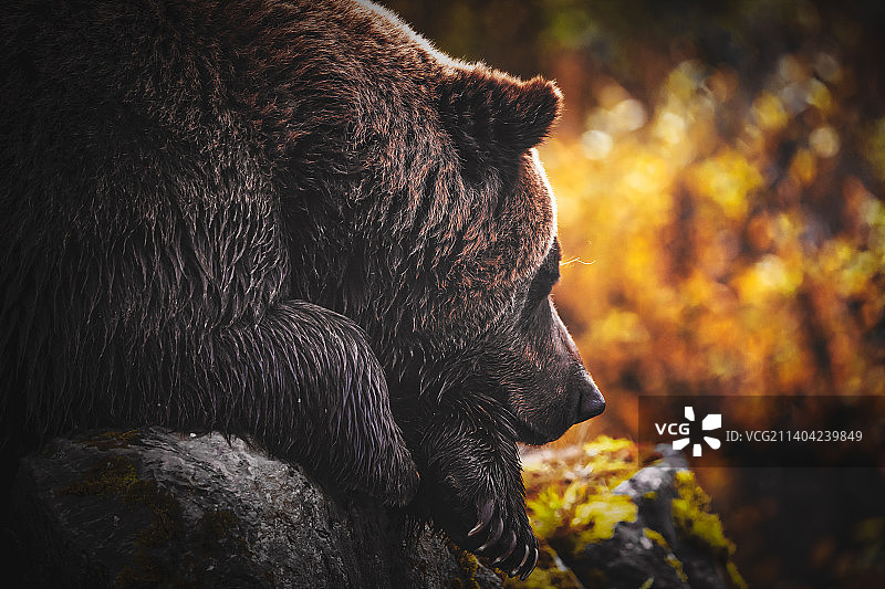 棕色灰熊特写，楚加奇山脉，美国阿拉斯加州图片素材