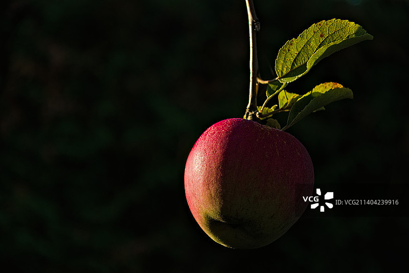 树上生长的水果特写图片素材