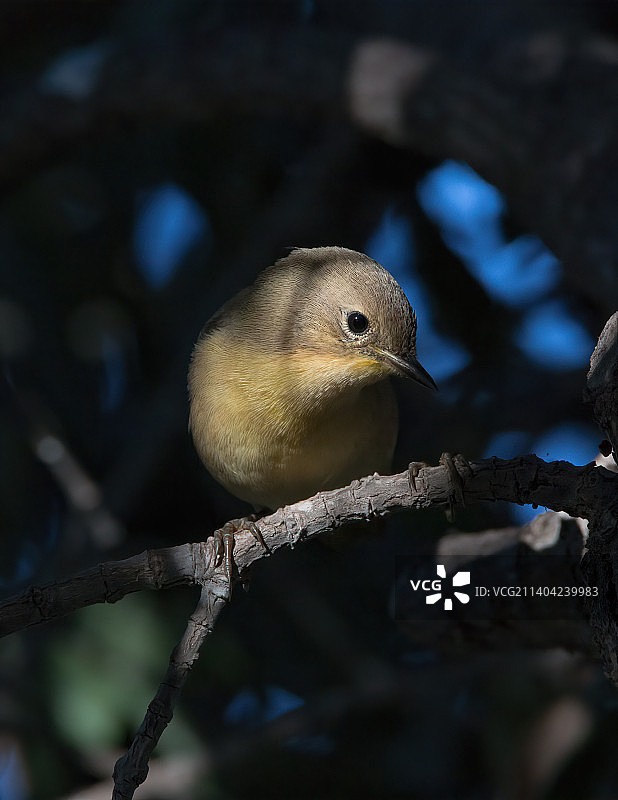 美国加利福尼亚州弗里蒙特：栖息在树枝上的鸣莺特写图片素材