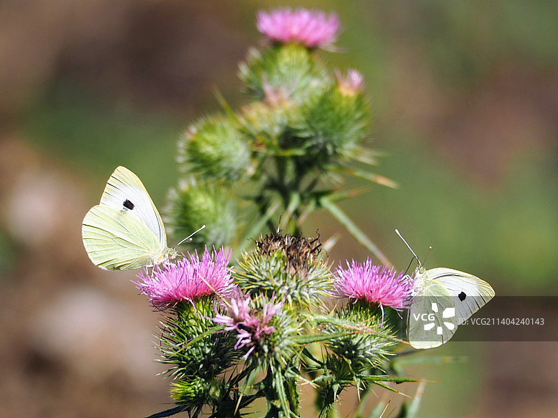 白菜粉蝶图片素材