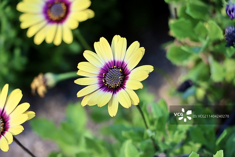 紫色开花植物的特写图片素材