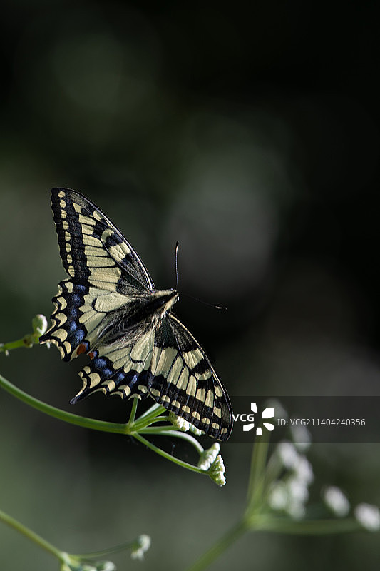 乌克兰波尔塔瓦州列舍季利夫卡树叶上的蝴蝶特写图片素材