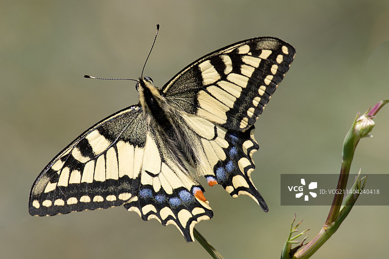 乌克兰波尔塔瓦州雷舍季利夫卡，蝴蝶在花上授粉特写图片素材