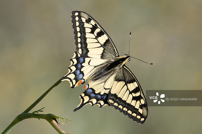 乌克兰波尔塔瓦州雷舍季利夫卡花朵上的蝴蝶特写图片素材