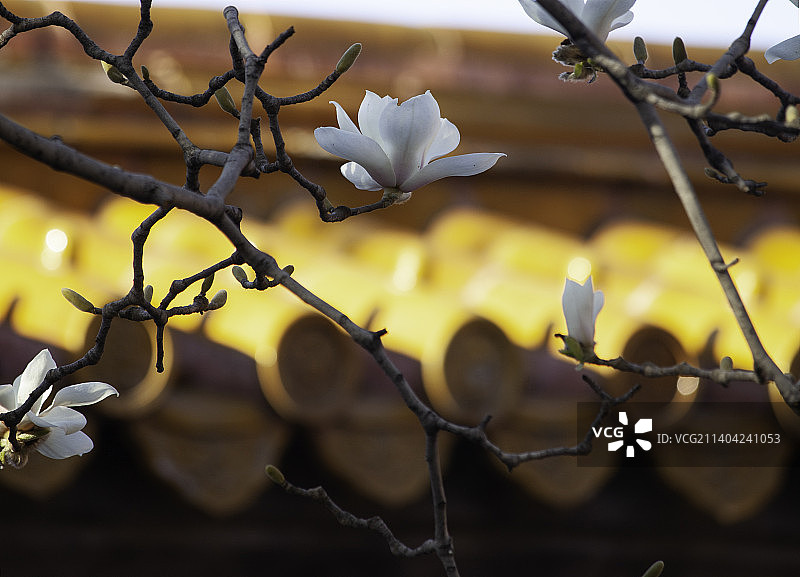 北京地坛公园春天玉兰花盛开图片素材