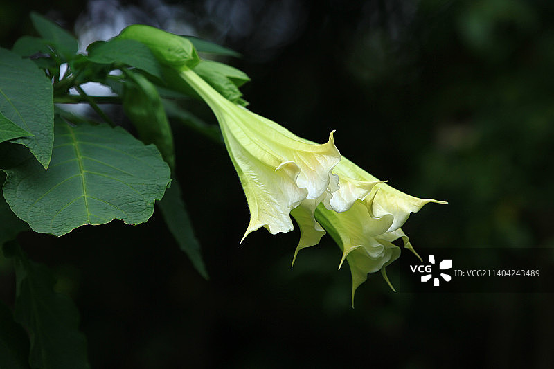 白色曼陀罗花图片素材