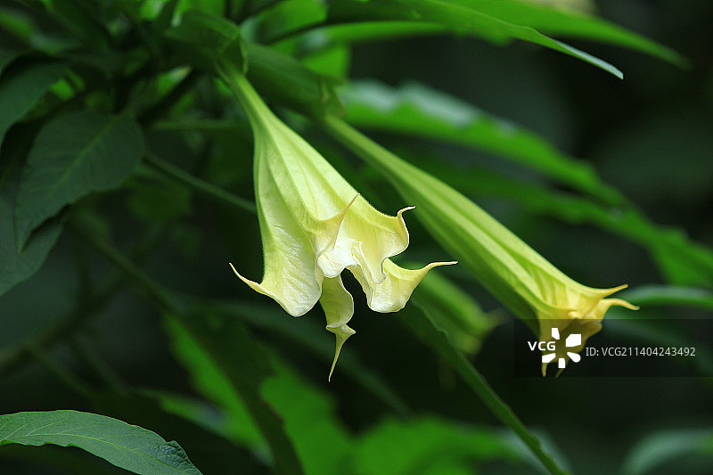 白色曼陀罗花图片素材