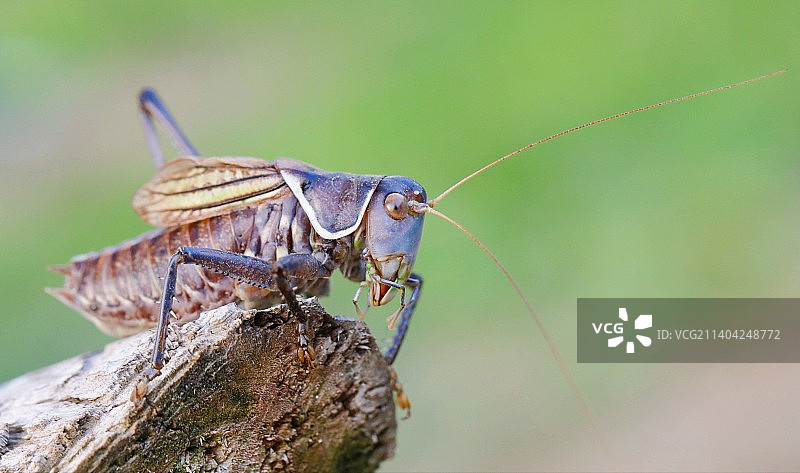 木头上的昆虫特写镜头图片素材