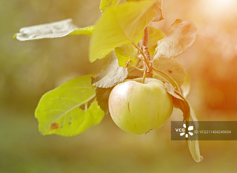 日落时分，花园里树枝上挂着一个苹果图片素材