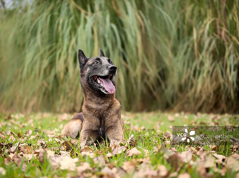 马里努阿犬躺在草地上，周围是树叶图片素材