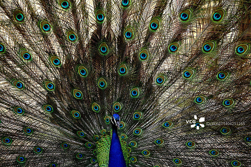 特写的孔雀图片素材