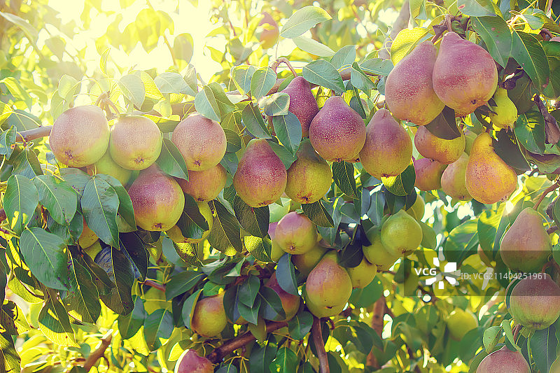 树上的梨特写美食图片素材