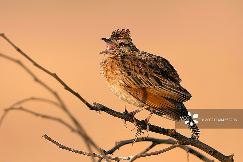 在南非比勒陀利亚，低角度观察栖息在树枝上的鸣禽图片素材
