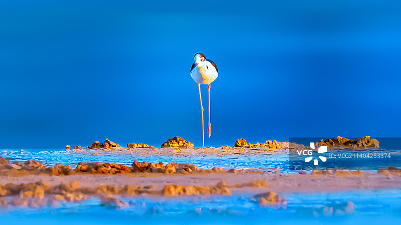 鹬鸟--小步伐图片素材