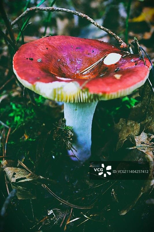田间飞木耳的特写图片素材