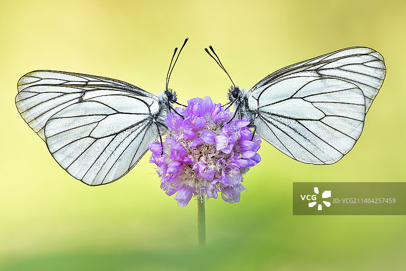 蝴蝶在紫色花上授粉的特写图片素材