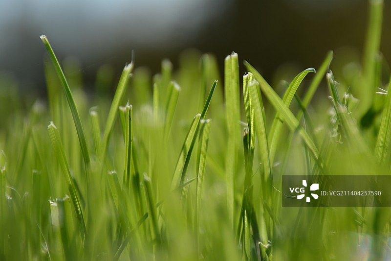 田野中潮湿草地的特写图片素材
