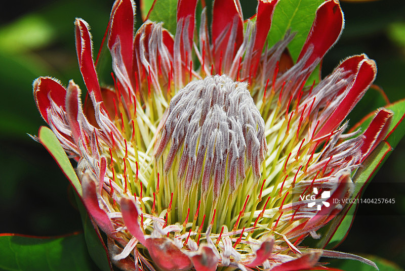 非洲哈罗德·波特国家植物园盛开的女王帝王花特写图片素材