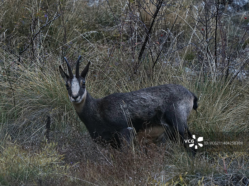 鹿站在田野上的画像图片素材