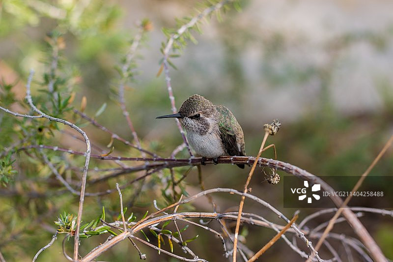 棕煌蜂鸟栖息在树枝上特写图片素材