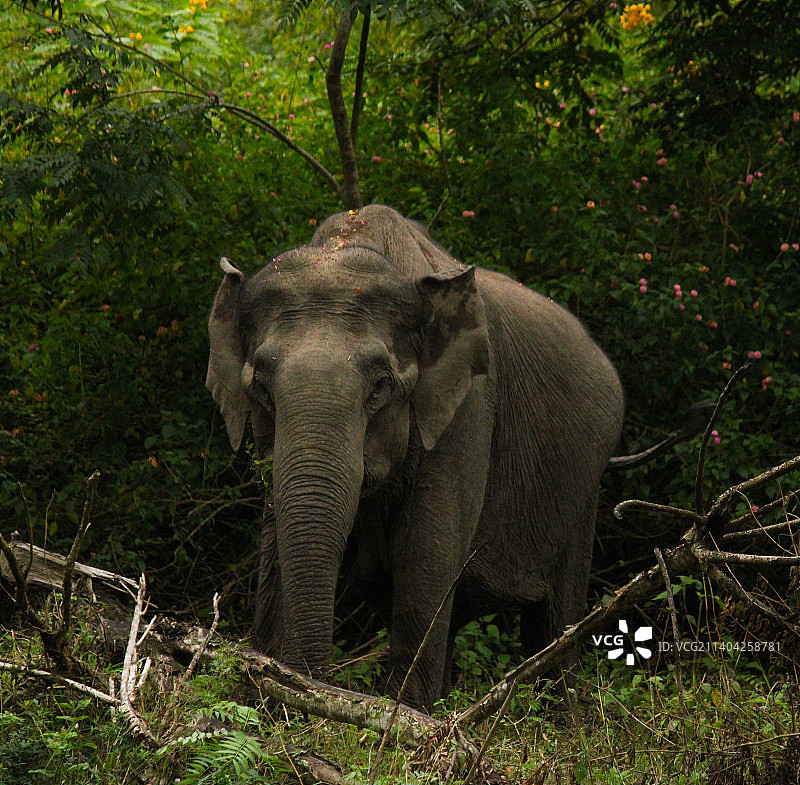 森林中的亚洲象图片素材