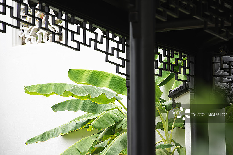 中式古建筑和琵琶树图片素材