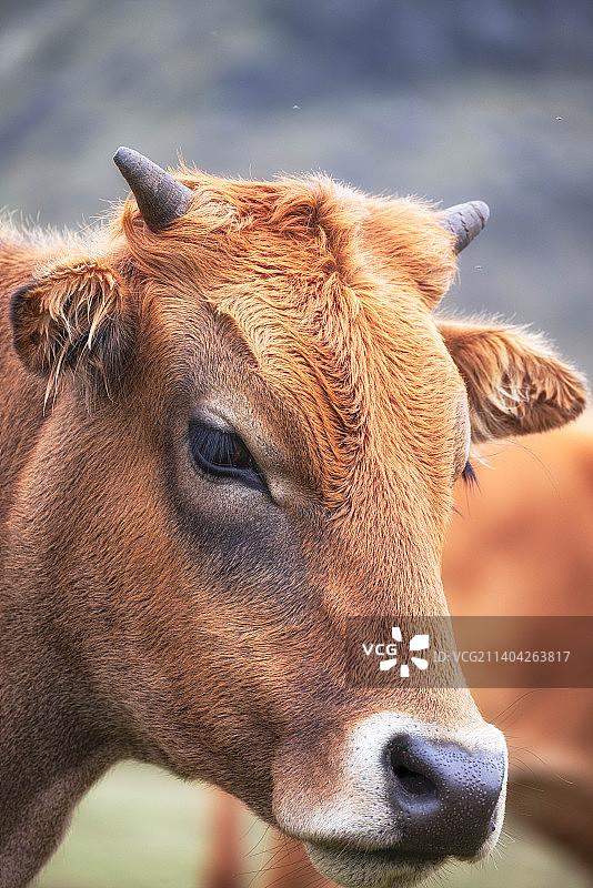 黄牛图片素材