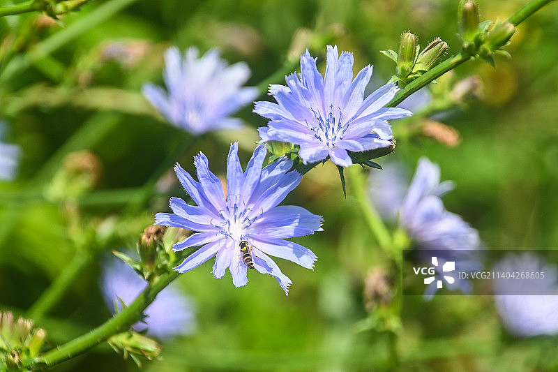 紫色开花植物的特写图片素材