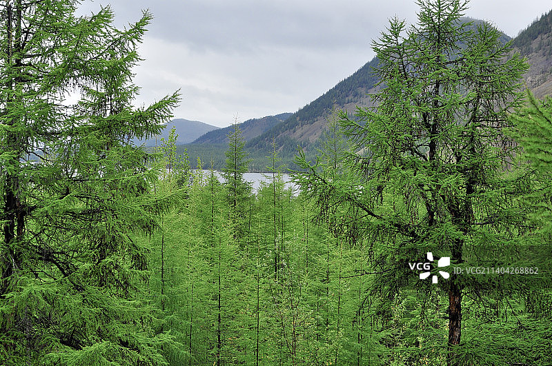俄罗斯雅库特山区落叶松林图片素材