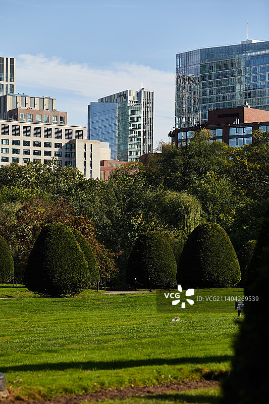 城市中的树木和建筑物，美国马萨诸塞州波士顿图片素材