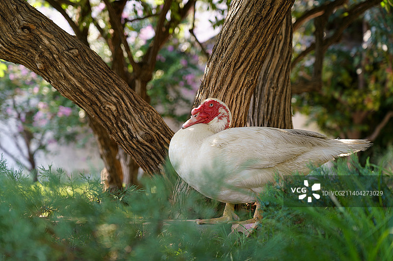 疣鼻栖鸭图片素材