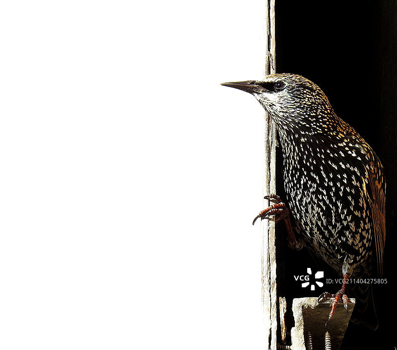 栖息在窗户上的八哥特写，纽约，美国图片素材