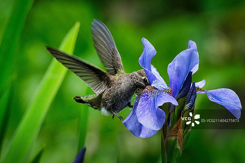 蜂鸟在紫色花朵上采蜜，史蒂夫斯顿，加拿大图片素材