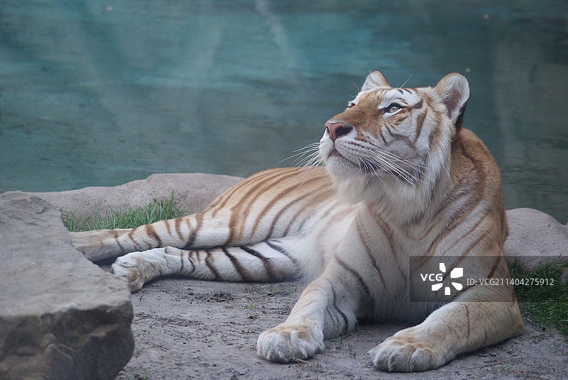 猫坐在户外的特写图片素材